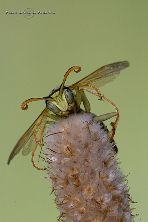 Polistes